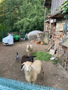 Законът за ЕС поставя сериозни инвестиционни бариери, институционална дискриминация: китайското министерство на търговията