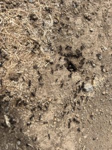 Оплакванията растат заради проблеми с ИИ обслужване