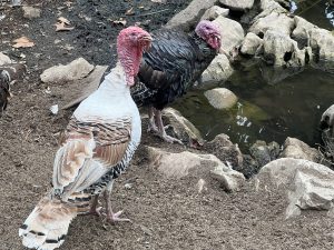 Бивш вицегубернатор на Съчуан, обвинен в подкуп