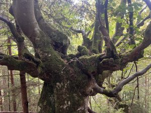 Ретро зеленият влак на Ухан е пролетен туристически хит