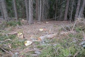 Музеят в Пекин стартира завладяваща витрина на изследване на обратната страна на Луната