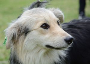 Джак Ма хвали промените на Alibaba през последната година под ръководството на новия председател и главен изпълнителен директор · TechNode