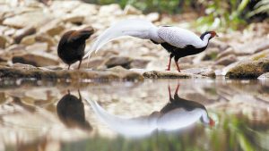 Документален филм на BBC улавя дивата страна на Гуандун