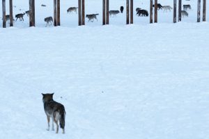 Галене на вълци в Китай? Истинска атракция