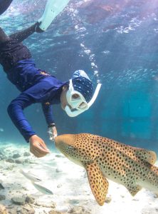 Тайланд пуска на свобода първите леопардови акули, отгледани в аквариум, за да възстановят застрашените видове