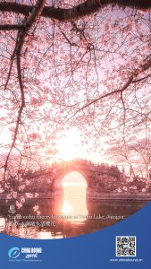 Черешови цветове Yuantouzhu на езерото Taihu, Дзянсу